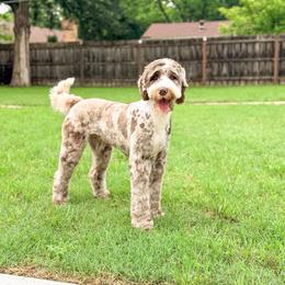 Nube - Goldendoodle