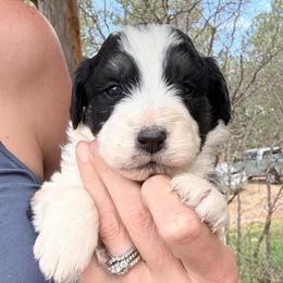 Caldera - Black tri-color male Aussiedoodle puppy in Colorado Springs, Colorado from Pesky Redneck Mini Ranch