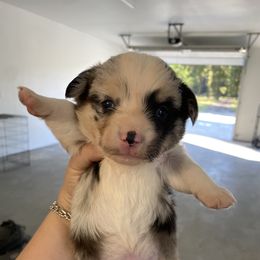 Keith Urban - Blue male Pembroke Welsh Corgi puppy in Bonners Ferry, Idaho from Idaho Lane Doodles