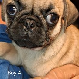 Boy 4 - Fawn male Pug puppy in Gadsden, Alabama from Gadsden Pugs