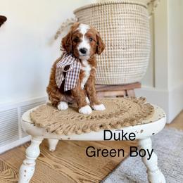 Green Male - Red  male Goldendoodle puppy in Springville, Utah from JW Doodles