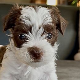 Dashi - Liver and white male Shorkie puppy in Idaho from Little Rascal Ranch