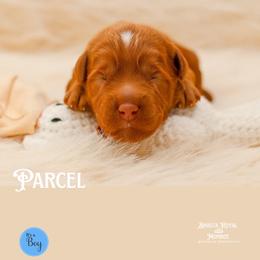 Parcel - Caramel red male Australian Labradoodle puppy in Redding, California from Shasta Royal Monroe Puppies