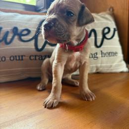 Red collar - Fawn female Great Dane puppy in Corsica, Pennsylvania from Ferguson Family Danes LLC