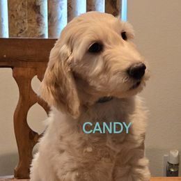 Goldendoodle Puppies from Sancass'd Goldendoodles