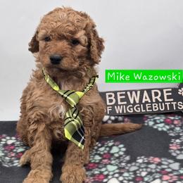 Mike Wazowski - Red  male Goldendoodle puppy in Neillsville, Wisconsin from Granton Creek