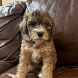Bunny (Snow White's  Bunny) - Chocolate merle female Bernedoodle puppy in Churchill County Fallon, Nevada from Card Family Ranch