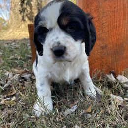 English Springer Spaniel Puppies from Cedar Ridge Kennels