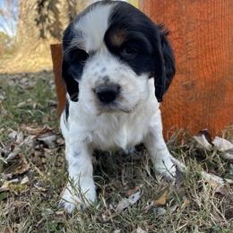 English Springer Spaniel Puppies from Cedar Ridge Kennels
