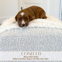 CONFETTI - Red  male Goldendoodle puppy in Bell Buckle, Tennessee from Precious Puptown Doodles