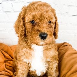 Bashful - Goldendoodle puppy in Lehi, Utah from Larsen Litters