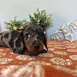 Shoyu - Dapple male Dachshund puppy in Temecula, California from Naomi Magee's Dachshund Kennel