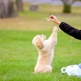 Golden Retriever Puppies from 2 Rivers Goldens