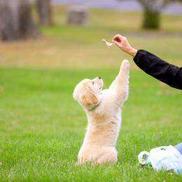 Golden Retriever Puppies from 2 Rivers Goldens