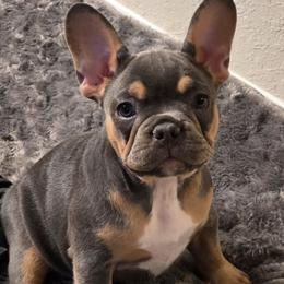 AKC French Bulldog Winnie - Tricolors female French Bulldog puppy in Cape Coral, Florida from Taylor’s Frenchies LLC