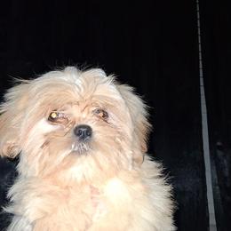 George - Cream and white male Shih Tzu puppy in Birmingham, Alabama from K&D kennels