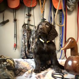 Boykin Spaniel Puppies from Bayhill Boykins