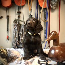 Boykin Spaniel Puppies from Bayhill Boykins