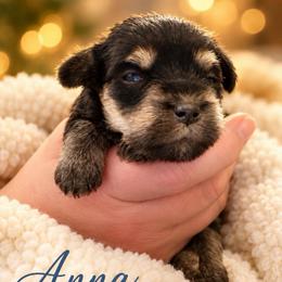 Anna (runt) - Black and silver female Miniature Schnauzer puppy in Hull, Georgia from Ardent Miniature Schnauzers of Athens