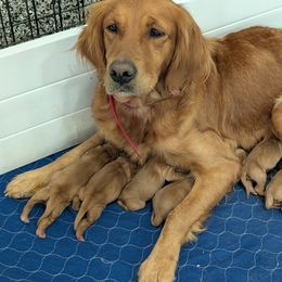 5th Pick Male - Dark golden male Golden Retriever puppy in Miamisburg, Ohio from Stormy Hill Golden Retrievers