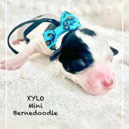 XYLO - Black and white male Bernedoodle puppy in Houston, Texas from Pia’s Doodle Poodle Wag