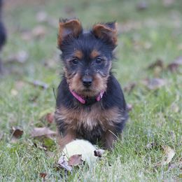 Australian Terrier Puppies from Temora Australian Terriers