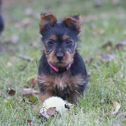Australian Terrier Puppies from Temora Australian Terriers