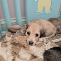 Plumera - Dapple female Dachshund puppy in Centerville, Georgia from Mel's LowRider Ranch