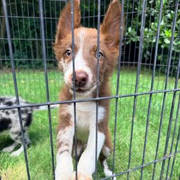Utah - Red merle male Border Collie puppy in Cedartown, Georgia from Ferguson Border Collies