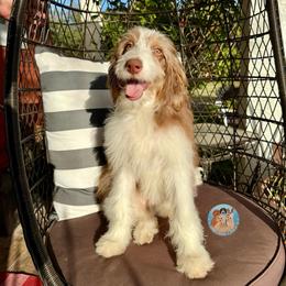 Nessa - Red tri-color female Aussiedoodle puppy in Southwest Ranches, Florida from Dandy Doodle Ranch