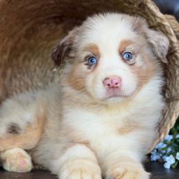 Emmie-has tail-many videos - Red merle female Australian Shepherd puppy in Troy, South Carolina from Australian Shepherds of 3/W Farms