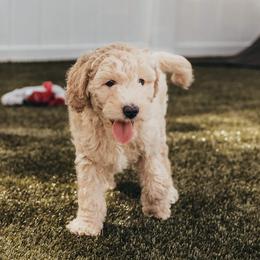 Bernedoodle, Goldendoodle, Poodle, and Shihpoo Puppies from Stormie's Doodles