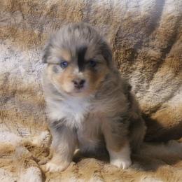 Brooke - Blue merle female Toy Australian Shepherd puppy in Ionia, Iowa from Sapphire Stables