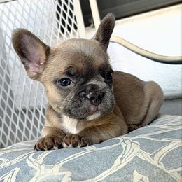 Nugget - Blue fawn male French Bulldog puppy in Peoria, Arizona from A Quality French Bulldogs AZ