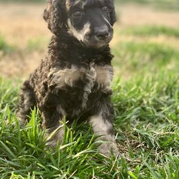 Poodle Puppies from Cosmic Caliber Standard Poodles