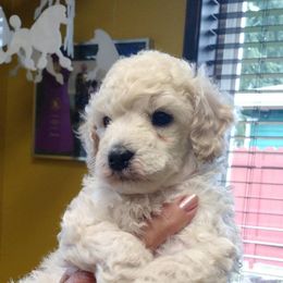 Poodle Puppies from Kamann Poodles