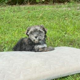 Benjamin - Black and tan male Yorkshire Terrier puppy in Bonita Springs, Florida from 🤎 Dreaming Puppies 🐶