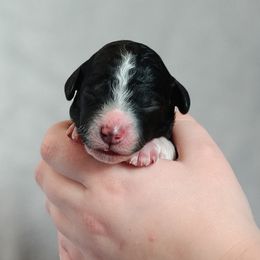 Poodle Puppies from Mountain Vista Pups LLC