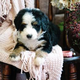 Dulcinea - Tri-color female Bernedoodle puppy in Grove, Oklahoma from Grand Lake Poodles & Doodles