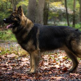 Shiloh Shepherd All Grown Up from NewMoon Shiloh Shepherds