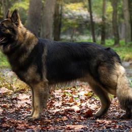 Shiloh Shepherd All Grown Up from NewMoon Shiloh Shepherds