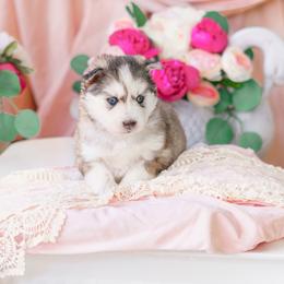 Aria - Gray and white female Pomsky puppy in Mattoon, Illinois from Southpaw Pomskies