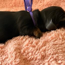 Purple flower - Black and tan female Dachshund puppy in Cleburne, Texas from Powers English Springer Spaniels