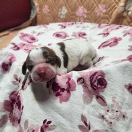 Baby Ruth - Liver white and tan female English Springer Spaniel puppy in Westover, Maryland from Sterling's springer Haven