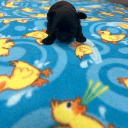 Black male - Black male Shih Tzu puppy in Hibbing, Minnesota from Iron Range Shih Tzu and Puppies