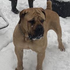 Nova - Boerboel