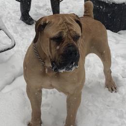 Nova - Boerboel