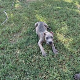 Girl 4 - Gray and fawn female Cane Corso puppy in Granbury, Texas from Revolutions Kennel