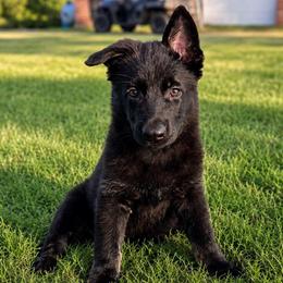Orange Collar - Bi-color female German Shepherd puppy in Casscoe, Arkansas from Crown H Shepherds