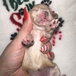 Chanel - Apricot female Maltipoo puppy in Apple Valley, California from Boujeepups